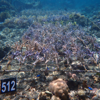 Eigenes ARTDECO Korallenriff 