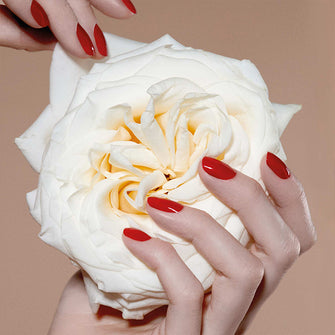 Hand mit rot lackierten Nägeln, die eine weiße Rose hält