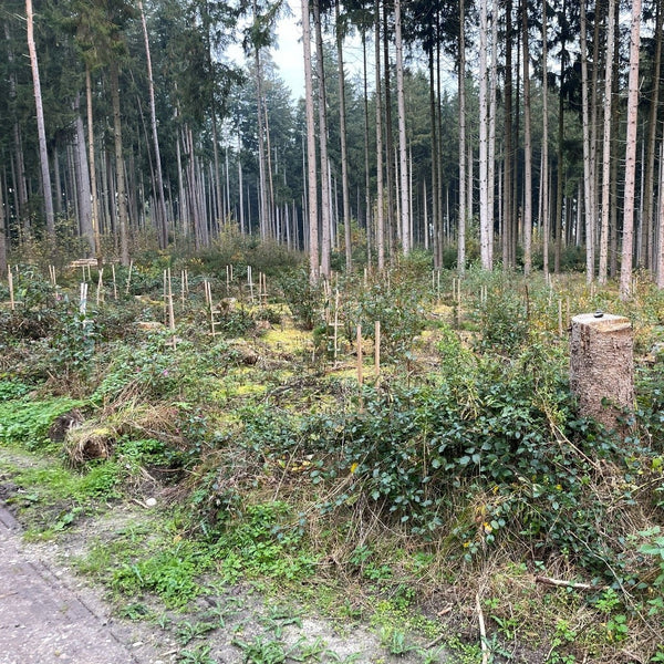 Fortschrittbild der bepflanzten Fläche vom Waldprojektes von DEUTIM und ARTDECO. 